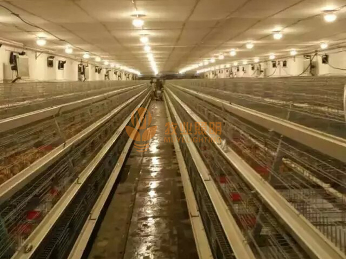 Guide to the use of LED lights in chicken farms
