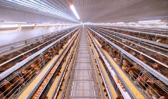 Livestock lighting fixture